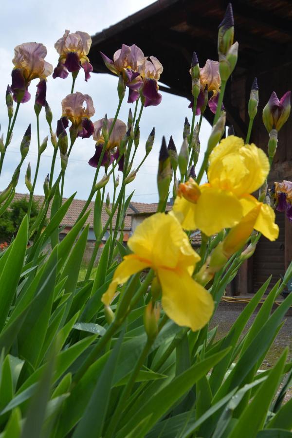 Ferme Les Iris Issenheim Exterior foto